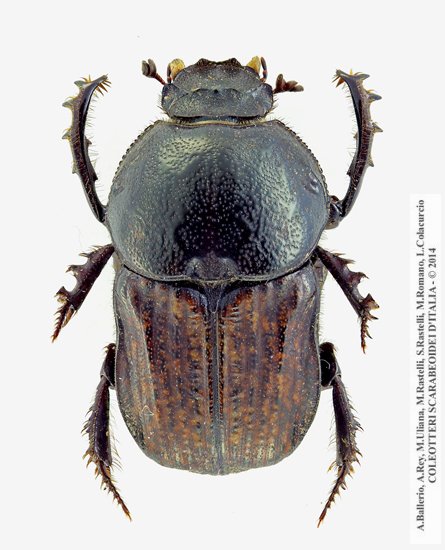 Cheironitis irroratus, maschio